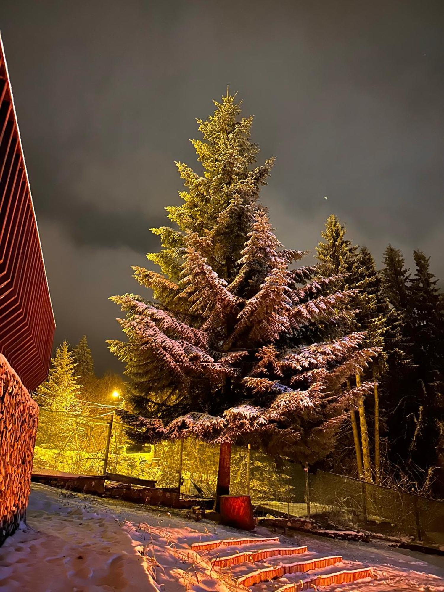 Pine Peak Predeal