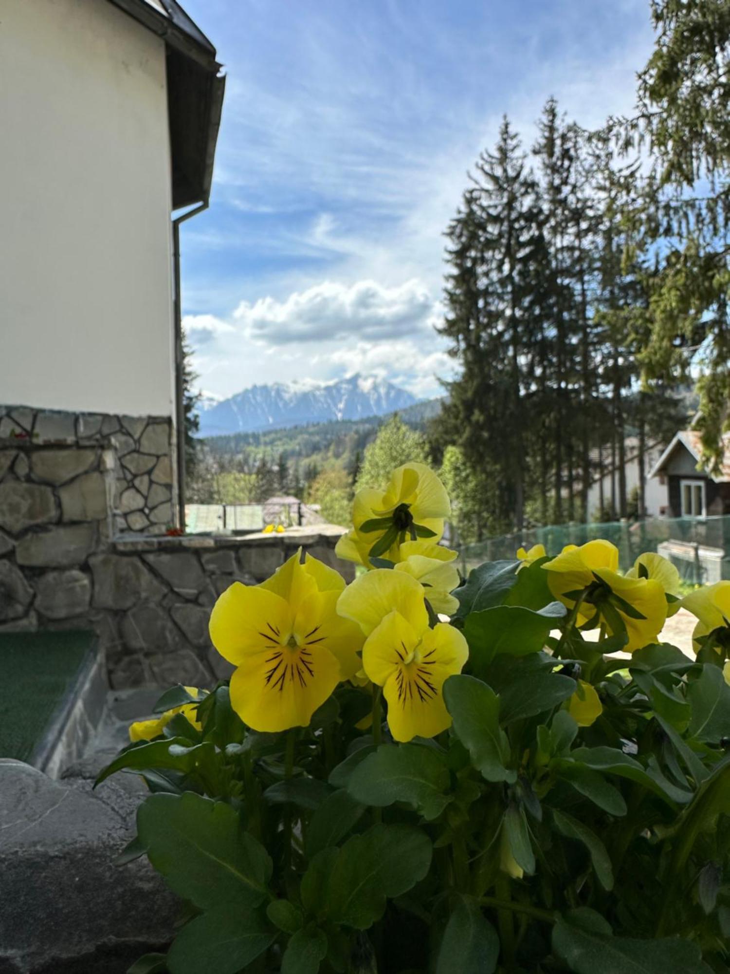 Pine Peak Predeal