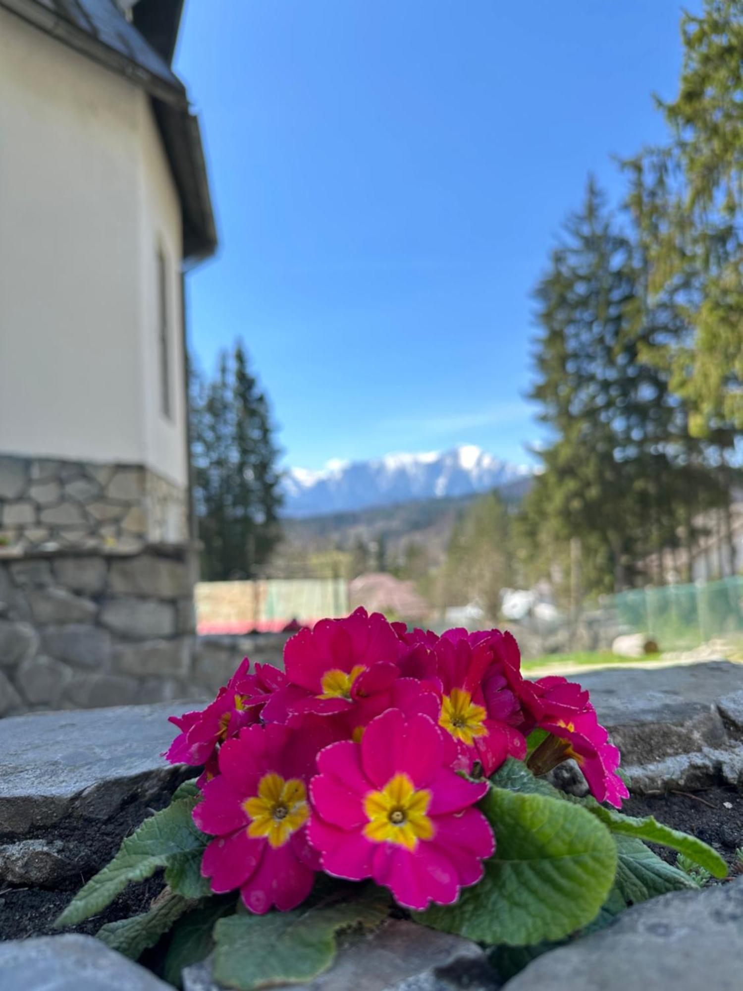 Pine Peak Predeal